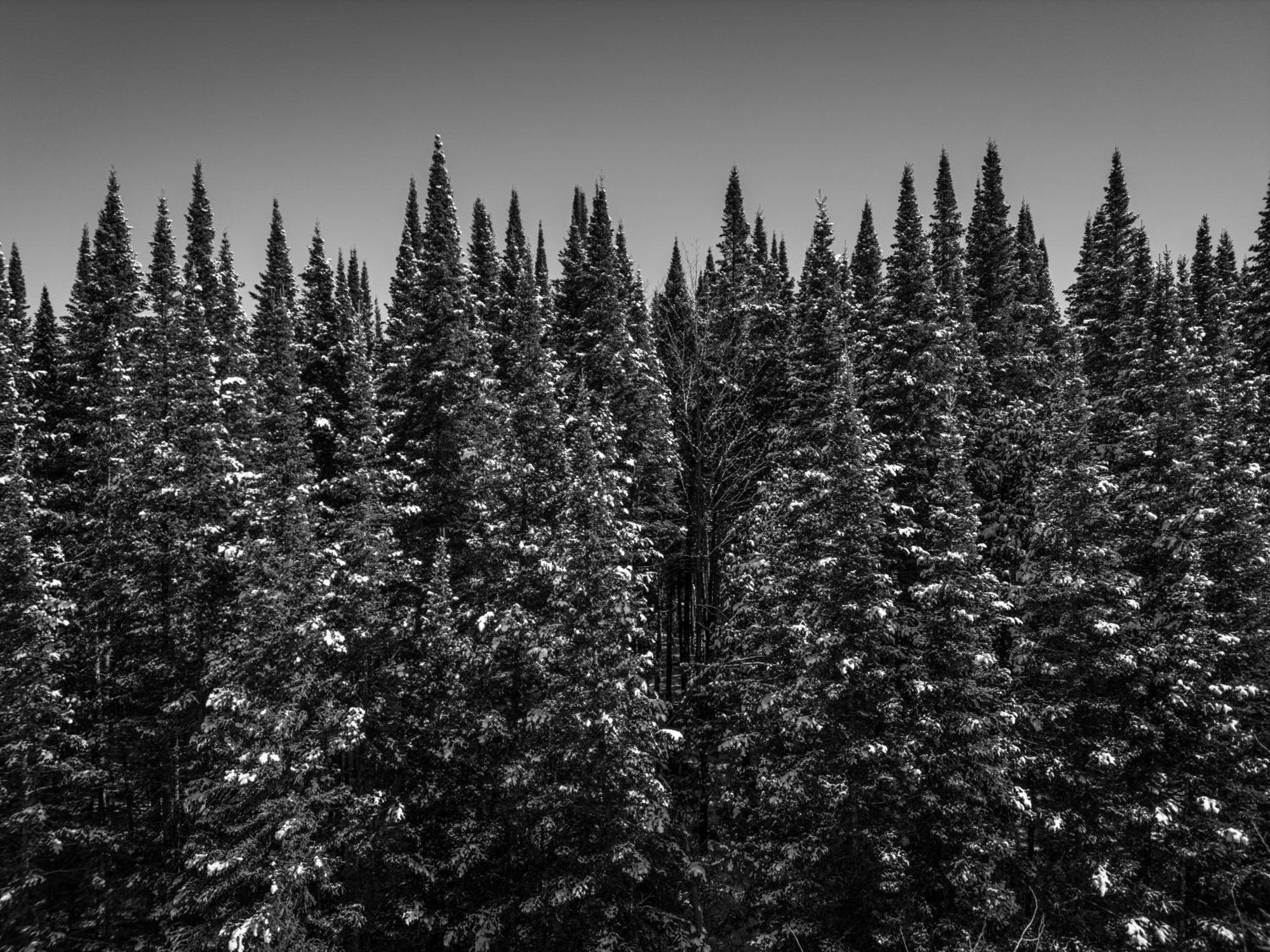 Otsego Resort Gaylord Buitenkant foto